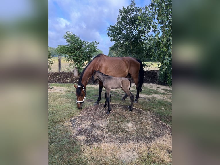 Westfaal Ruin 3 Jaar 164 cm kan schimmel zijn in Neustadt am Rübenberge