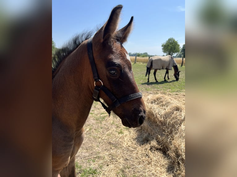 Westfaal Ruin 3 Jaar 164 cm kan schimmel zijn in Neustadt am Rübenberge