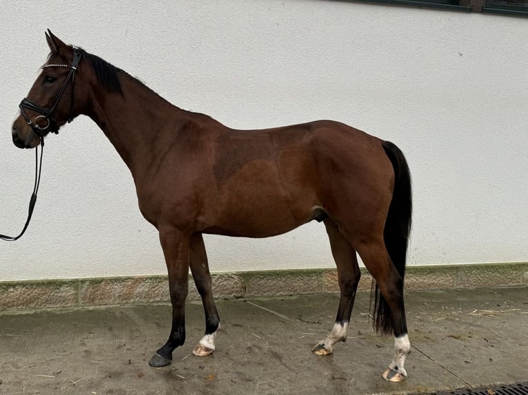 Westfaal Ruin 3 Jaar 165 cm Bruin in LienenLienen