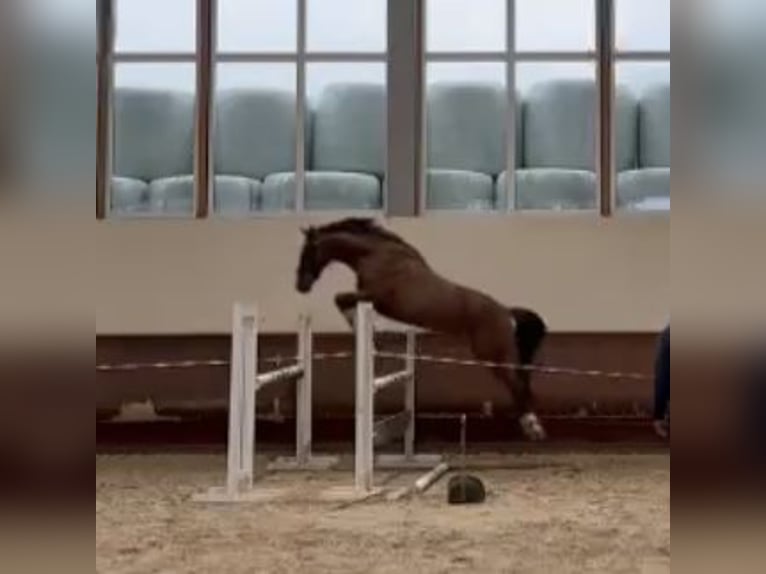 Westfaal Ruin 3 Jaar 165 cm Bruin in LienenLienen