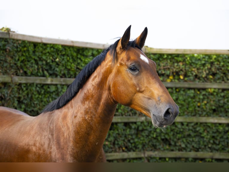 Westfaal Ruin 3 Jaar 165 cm Bruin in Waddinxveen