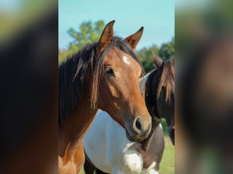 Westfaal Ruin 3 Jaar 165 cm Bruin in Hamm