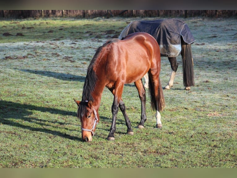 Westfaal Ruin 3 Jaar 165 cm Bruin in Hamm