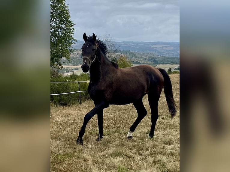 Westfaal Ruin 3 Jaar 165 cm Donkerbruin in Bad Berleburg