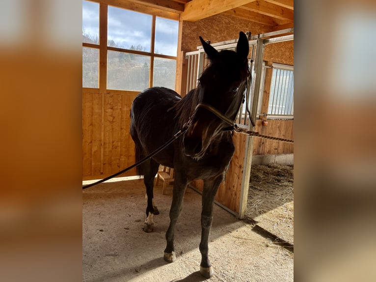 Westfaal Ruin 3 Jaar 165 cm Donkerbruin in Bad Berleburg