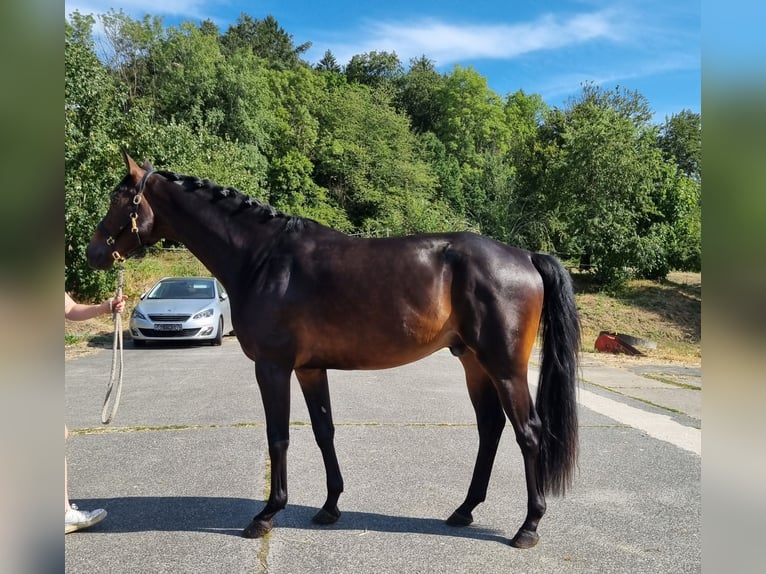 Westfaal Ruin 3 Jaar 165 cm Zwartbruin in Herborn