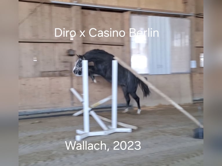 Westfaal Ruin 3 Jaar 165 cm Zwartschimmel in Gosheim