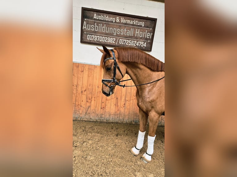 Westfaal Ruin 3 Jaar 166 cm Roodvos in Röttingen