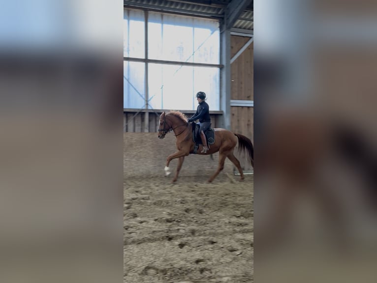 Westfaal Ruin 3 Jaar 166 cm Vos in Wesel