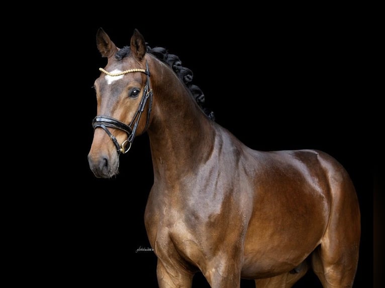 Westfaal Ruin 3 Jaar 167 cm Bruin in Lehrberg