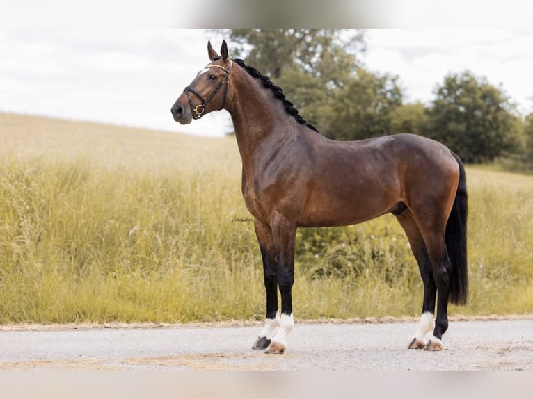 Westfaal Ruin 3 Jaar 167 cm Bruin in Lehrberg