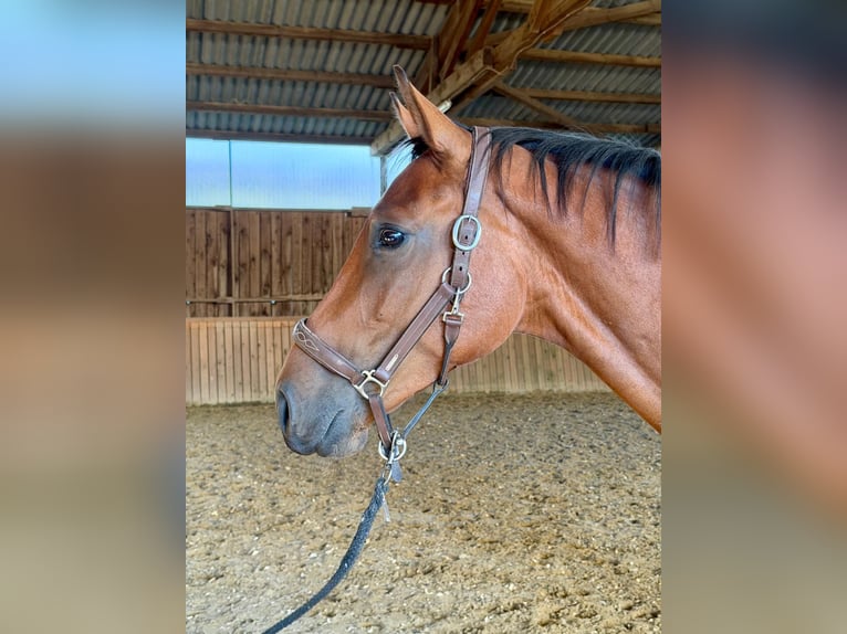 Westfaal Ruin 3 Jaar 167 cm Bruin in Dornburg