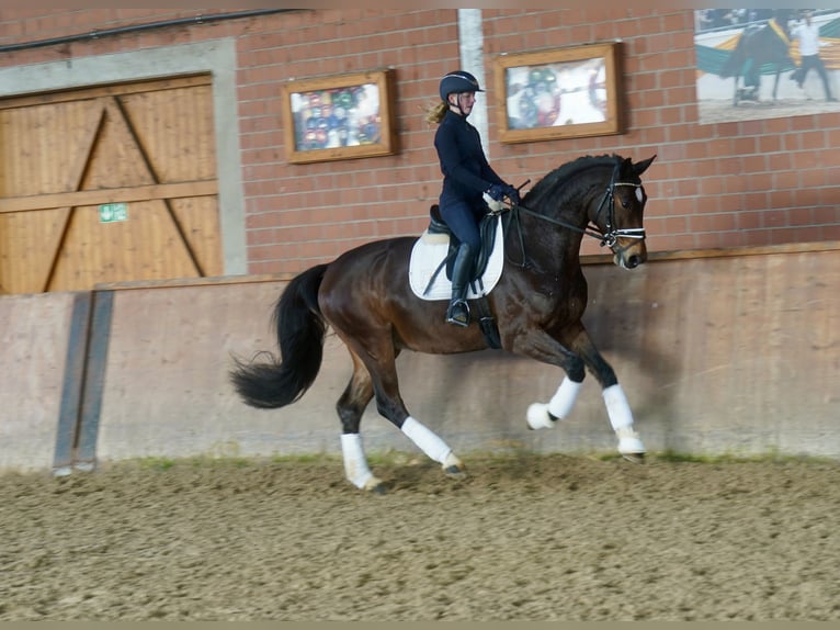 Westfaal Ruin 3 Jaar 168 cm Bruin in Paderborn