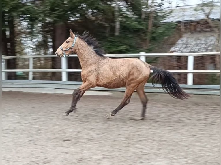 Westfaal Ruin 3 Jaar 168 cm Buckskin in Bad Waldsee