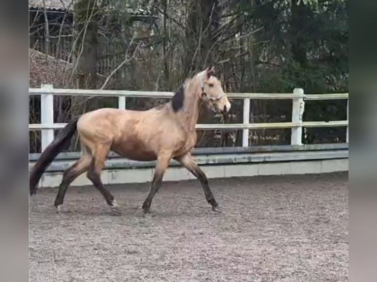 Westfaal Ruin 3 Jaar 168 cm Buckskin in Bad Waldsee