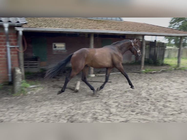 Westfaal Ruin 3 Jaar 168 cm Donkerbruin in Coesfeld