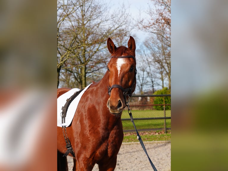 Westfaal Ruin 3 Jaar 168 cm Roan-Red in Stramproy