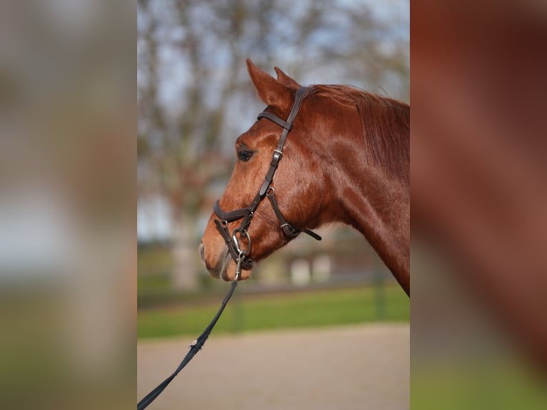 Westfaal Ruin 3 Jaar 168 cm Roan-Red in Stramproy