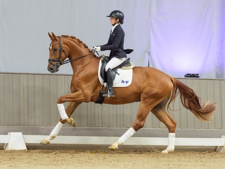 Westfaal Ruin 3 Jaar 168 cm Vos in Mnster-Handorf