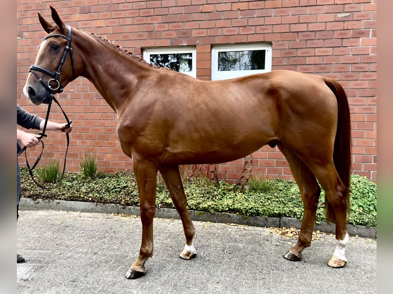 Westfaal Ruin 3 Jaar 168 cm Vos in Bawinkel