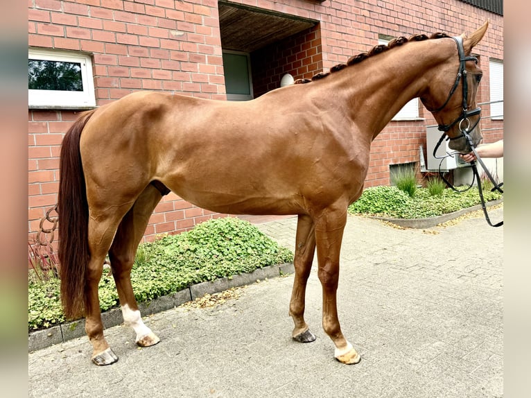 Westfaal Ruin 3 Jaar 168 cm Vos in Bawinkel