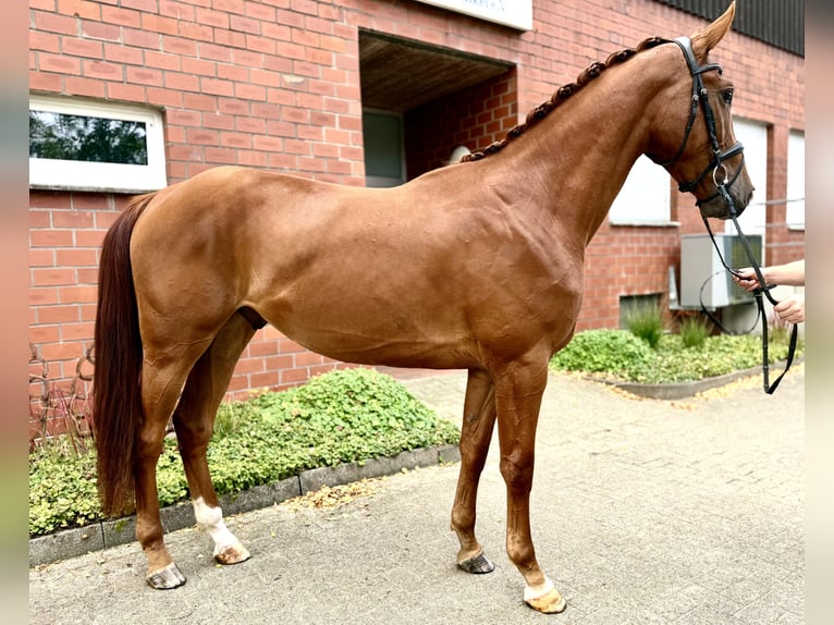 Westfaal Ruin 3 Jaar 168 cm Vos in Bawinkel