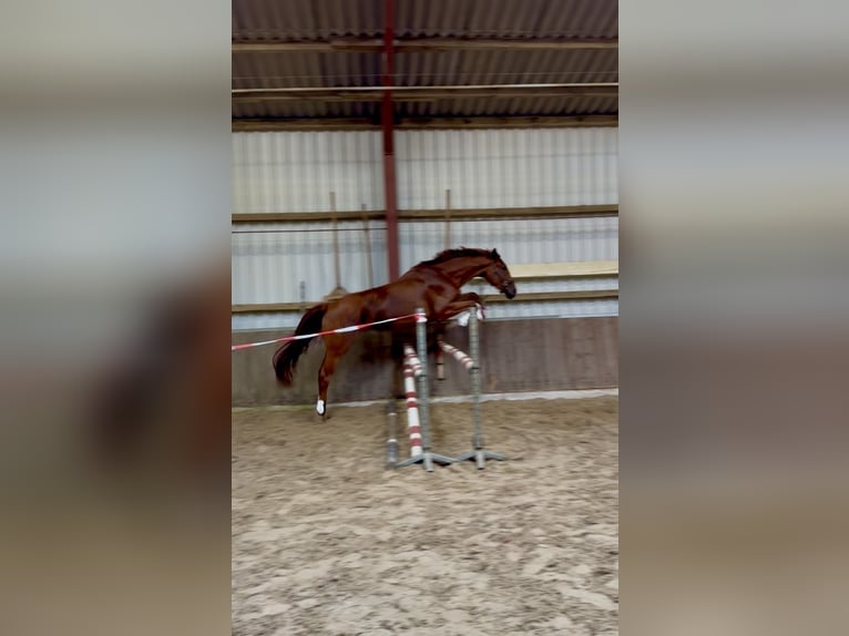 Westfaal Ruin 3 Jaar 168 cm Vos in Bawinkel
