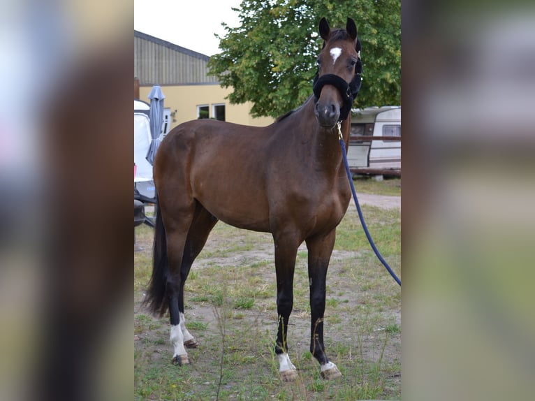 Westfaal Ruin 3 Jaar 169 cm Donkerbruin in Oyten