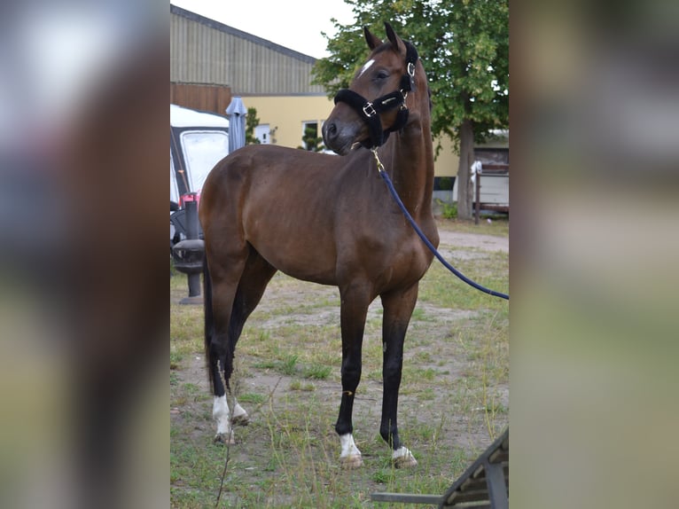 Westfaal Ruin 3 Jaar 169 cm Donkerbruin in Oyten