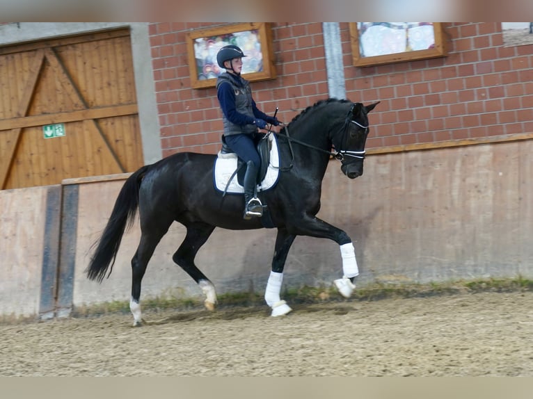 Westfaal Ruin 3 Jaar 169 cm Zwart in Paderborn