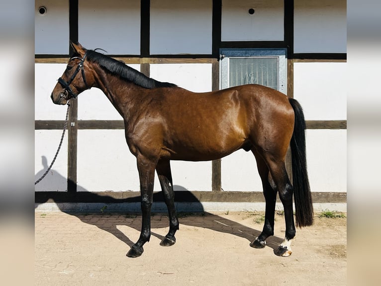 Westfaal Ruin 3 Jaar 169 cm Zwartbruin in Hameln