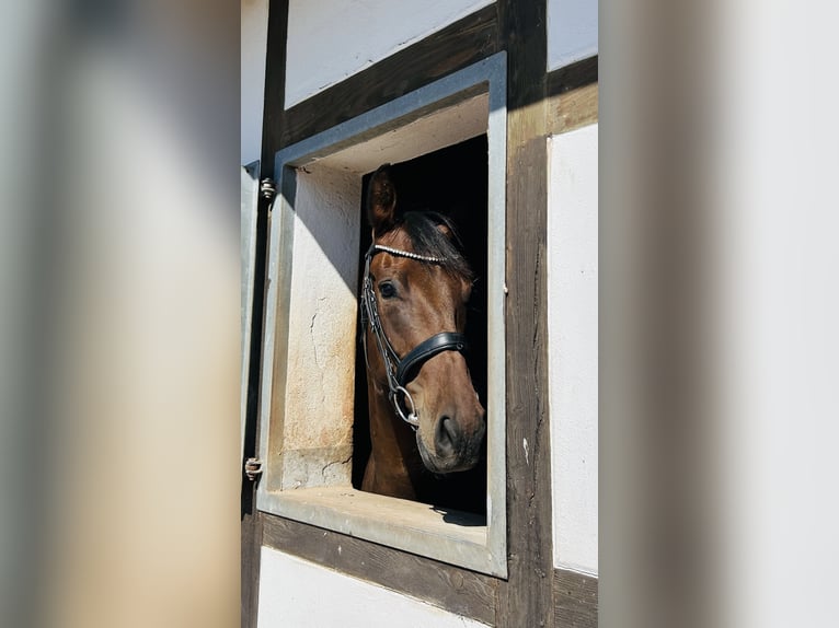 Westfaal Ruin 3 Jaar 169 cm Zwartbruin in Hameln