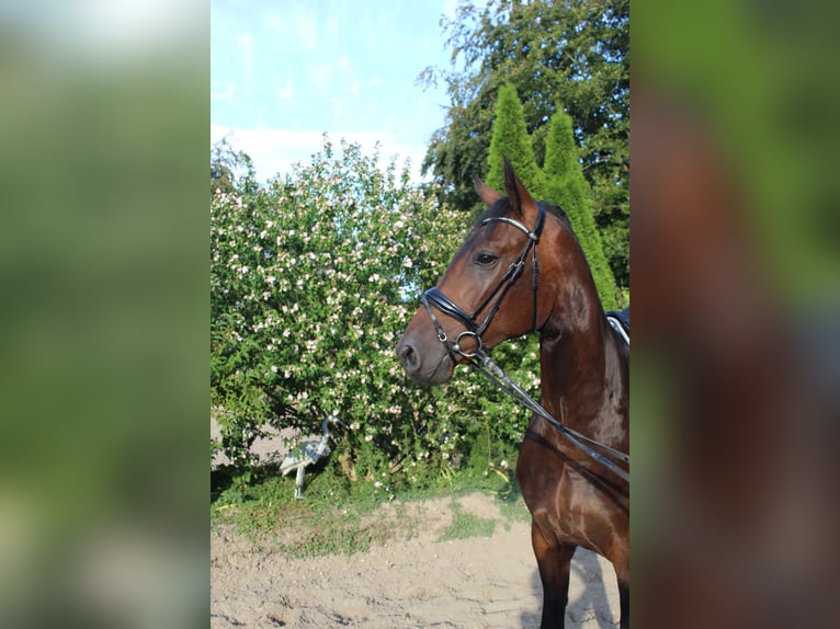Westfaal Ruin 3 Jaar 170 cm Bruin in Goch