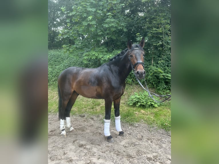 Westfaal Ruin 3 Jaar 170 cm Bruin in Goch