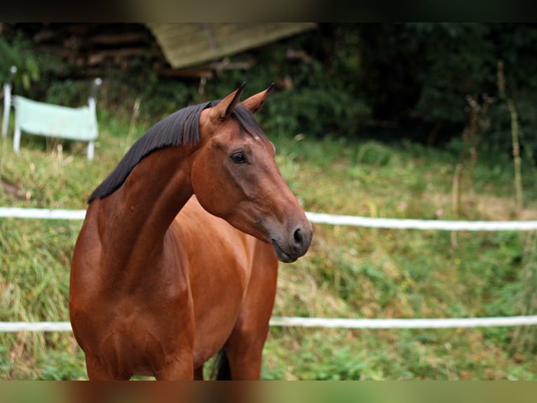 Westfaal Ruin 3 Jaar 170 cm Bruin in Borchen