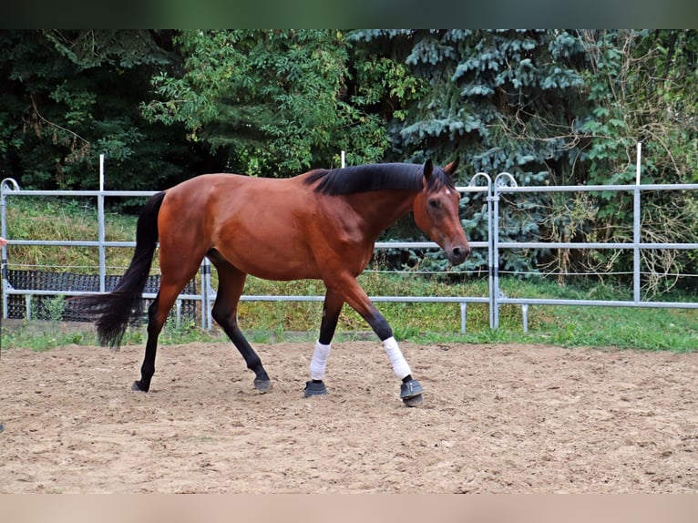 Westfaal Ruin 3 Jaar 170 cm Bruin in Borchen