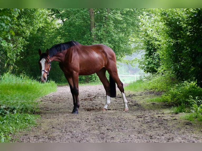 Westfaal Ruin 3 Jaar 170 cm Bruin in Herresbach