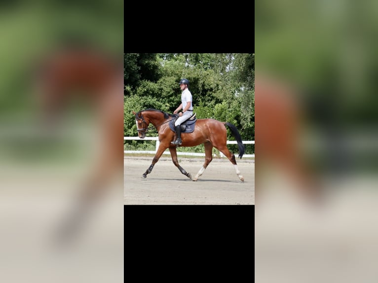 Westfaal Ruin 3 Jaar 170 cm Bruin in Herresbach