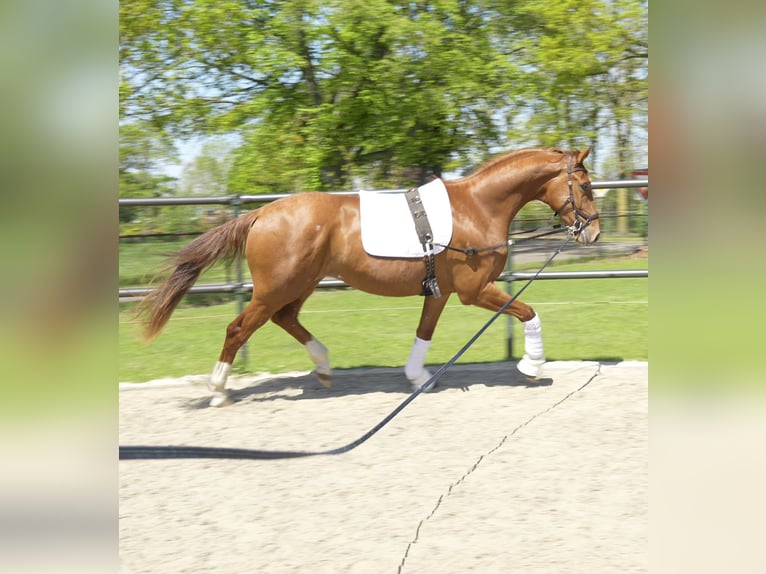 Westfaal Ruin 3 Jaar 170 cm Roan-Red in Stramproy