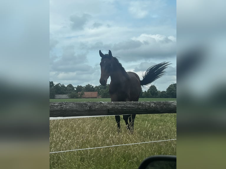 Westfaal Ruin 3 Jaar 172 cm Bruin in Emsdetten