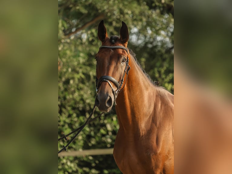 Westfaal Ruin 3 Jaar 172 cm Bruin in Lippstadt