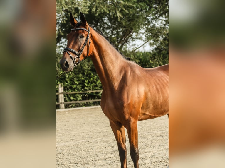 Westfaal Ruin 3 Jaar 172 cm Bruin in Lippstadt