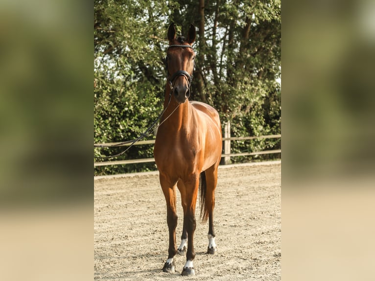 Westfaal Ruin 3 Jaar 172 cm Bruin in Lippstadt