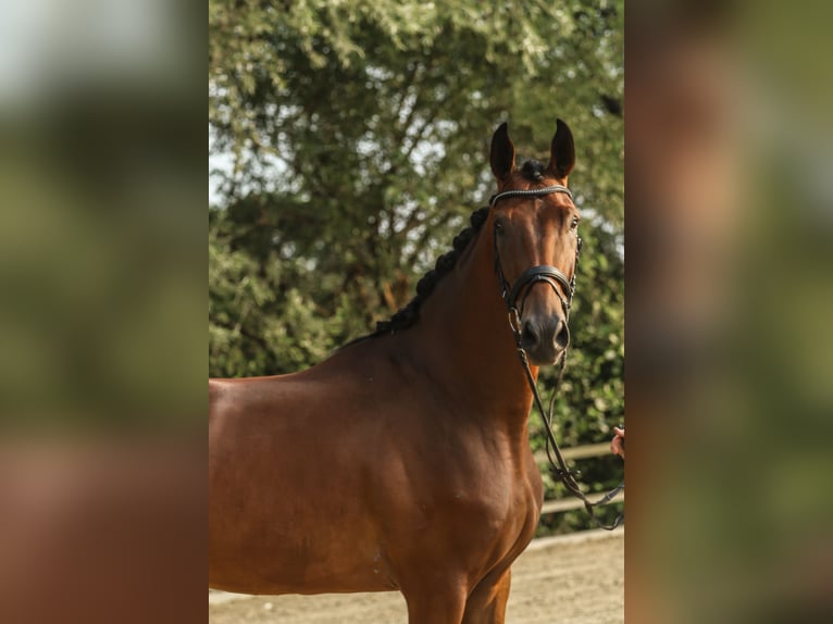 Westfaal Ruin 3 Jaar 172 cm Bruin in Lippstadt
