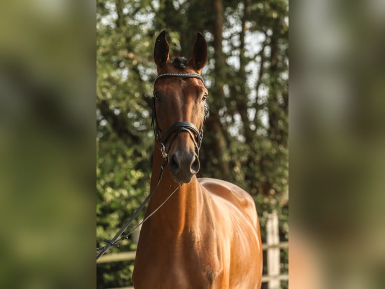 Westfaal Ruin 3 Jaar 172 cm Bruin in Lippstadt