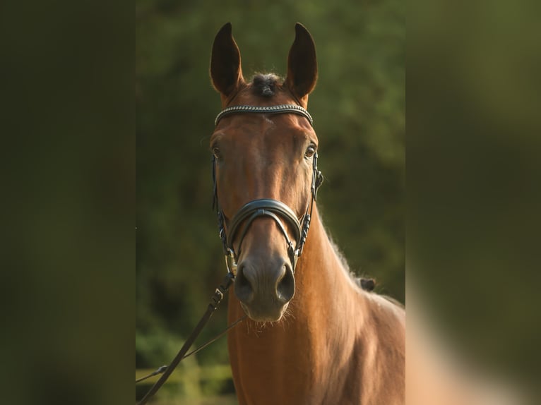 Westfaal Ruin 3 Jaar 172 cm Bruin in Lippstadt