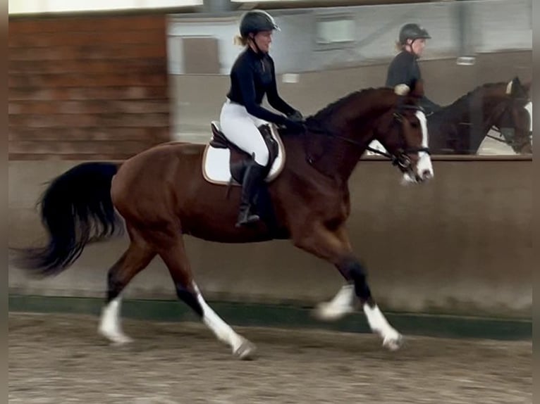 Westfaal Ruin 3 Jaar 173 cm Bruin in Lingen