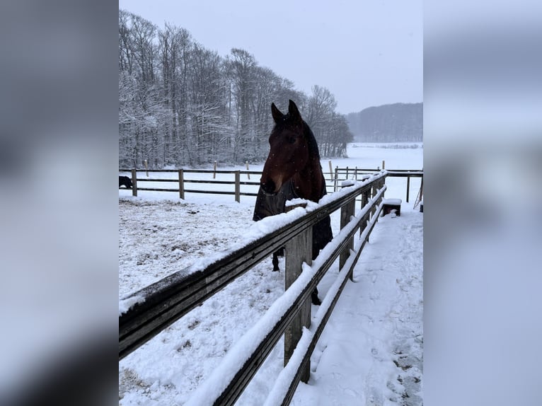 Westfaal Ruin 3 Jaar 175 cm Bruin in Georgsmarienhütte