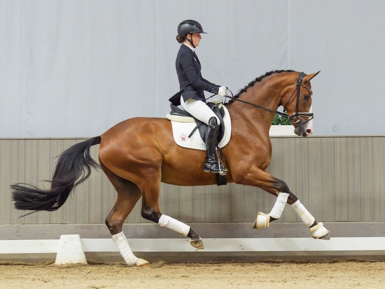 Westfaal Ruin 3 Jaar 175 cm Bruin in Mnster-Handorf