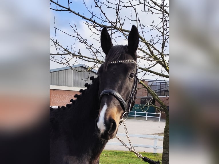 Westfaal Ruin 4 Jaar 160 cm Donkerbruin in Bad Laer